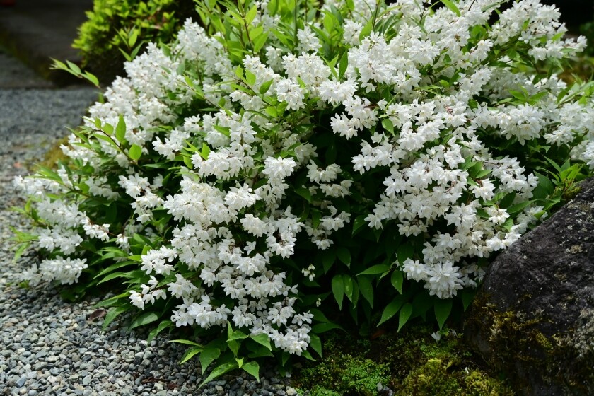 石楠花ページです♡ 大阪城公園 花便り/ 石楠花（シャクナゲ）ですよね、アプリで