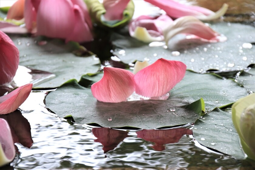 鶴岡八幡宮の花手水と蓮とカワセミ 今日の鎌倉 鶴岡八幡宮の花手水と蓮とカワセミ 今日の鎌倉