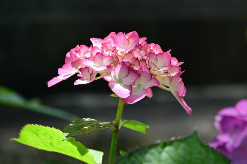 m*a様 村上玄輝　香炉 蓋付き　紫陽花 m*a様 村上玄輝 香炉 蓋付き 紫陽花