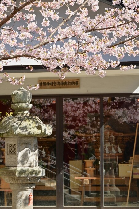 甘縄神明宮～収玄寺と御霊神社前の早咲きの桜-2025② : 今日の鎌倉