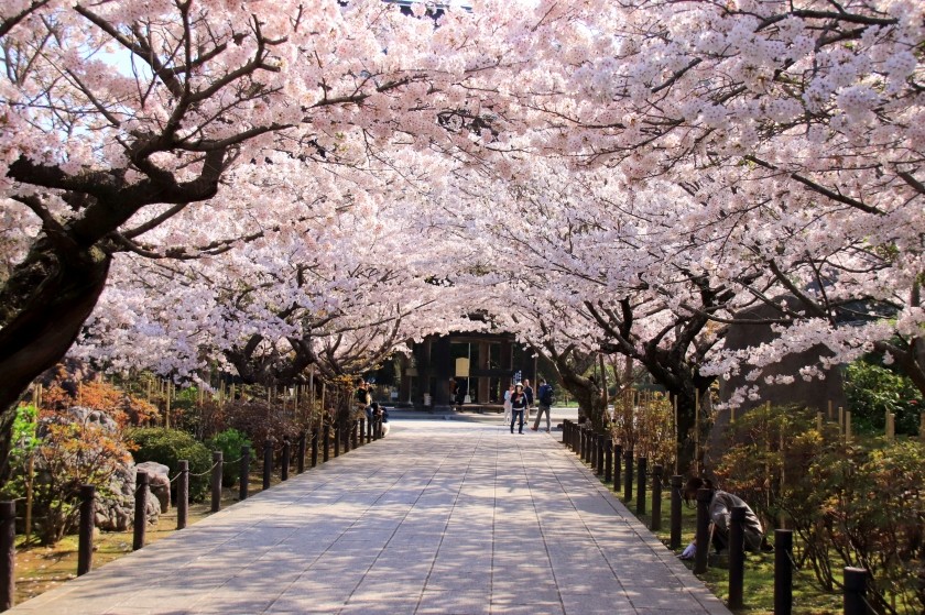 建長寺の桜が満開 18 今日の鎌倉 建長寺の桜が満開 18 今日の鎌倉