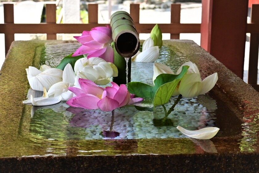 鶴岡八幡宮と鎌倉文華館 鶴岡ミュージアム 今日の鎌倉