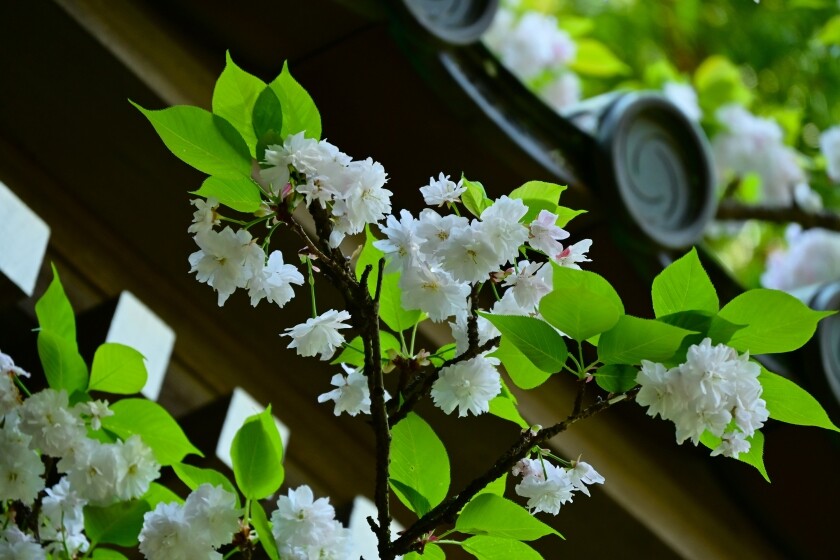 安国論寺の妙法桜-2025～常栄寺 : 今日の鎌倉