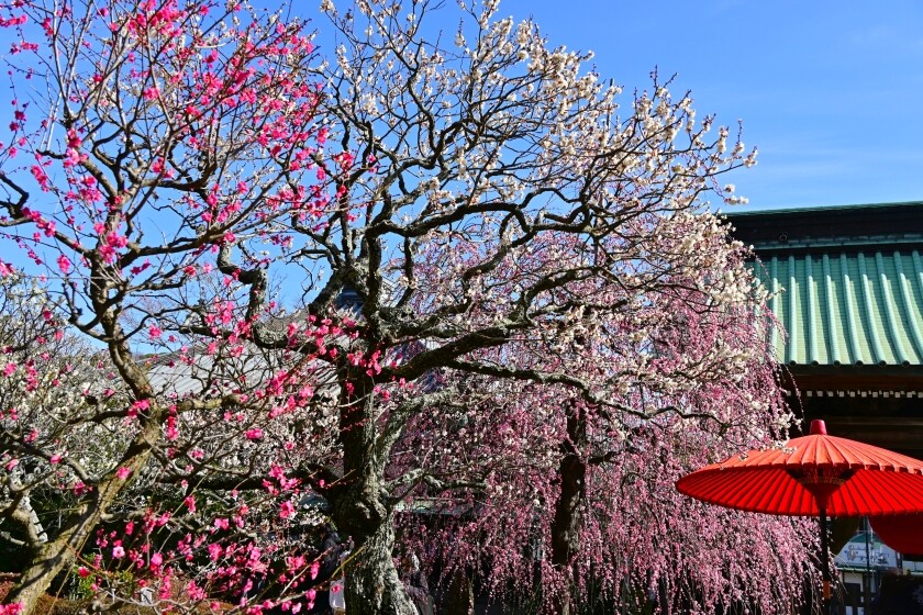 長谷寺の枝垂れ紅梅が満開-2026 : 今日の鎌倉