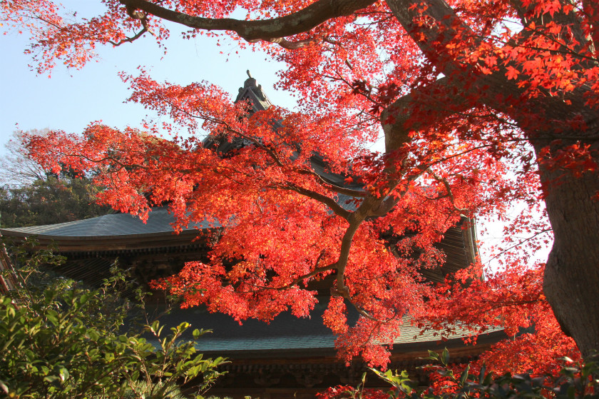 建長寺 半僧坊の紅葉 16 今日の鎌倉
