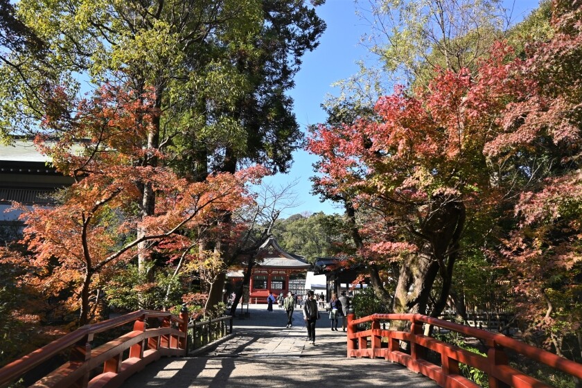 鶴岡八幡宮の紅葉 今日の鎌倉