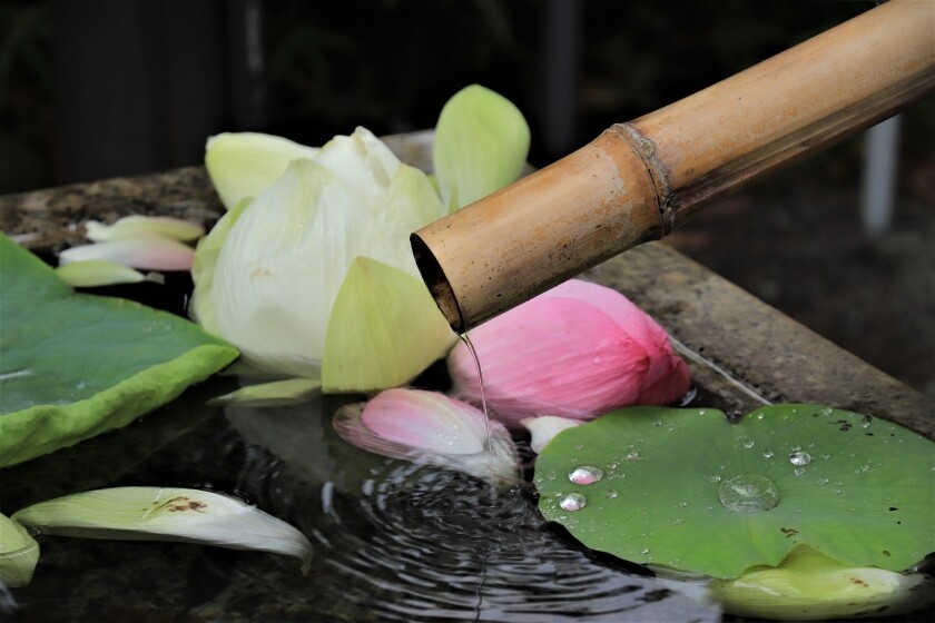 鶴岡八幡宮の花手水と蓮とカワセミ 今日の鎌倉 鶴岡八幡宮の花手水と蓮とカワセミ 今日の鎌倉