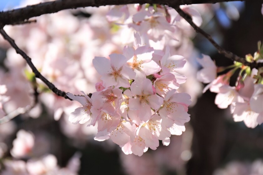 若宮大路の玉縄桜 八幡宮の桜と牡丹 今日の鎌倉 若宮大路の玉縄桜 八幡宮の桜と牡丹 今日の鎌倉