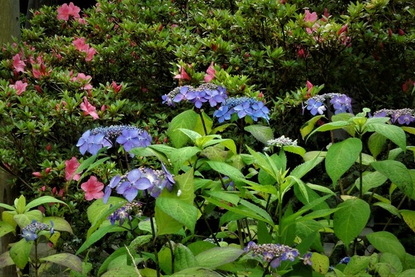 東慶寺の紫陽花他 21 今日の鎌倉 東慶寺の紫陽花他 21 今日の鎌倉