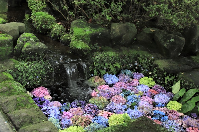 紫陽花の剪定開始 長谷寺 今日の鎌倉 紫陽花の剪定開始 長谷寺 今日の鎌倉