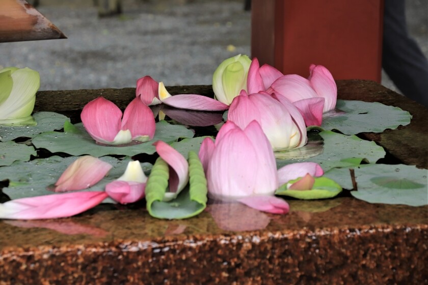 鶴岡八幡宮の花手水と蓮とカワセミ 今日の鎌倉 鶴岡八幡宮の花手水と蓮とカワセミ 今日の鎌倉