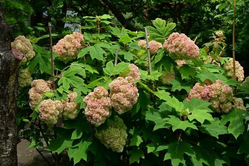 収玄寺の紫陽花他～江ノ電300形復帰-2025 : 今日の鎌倉