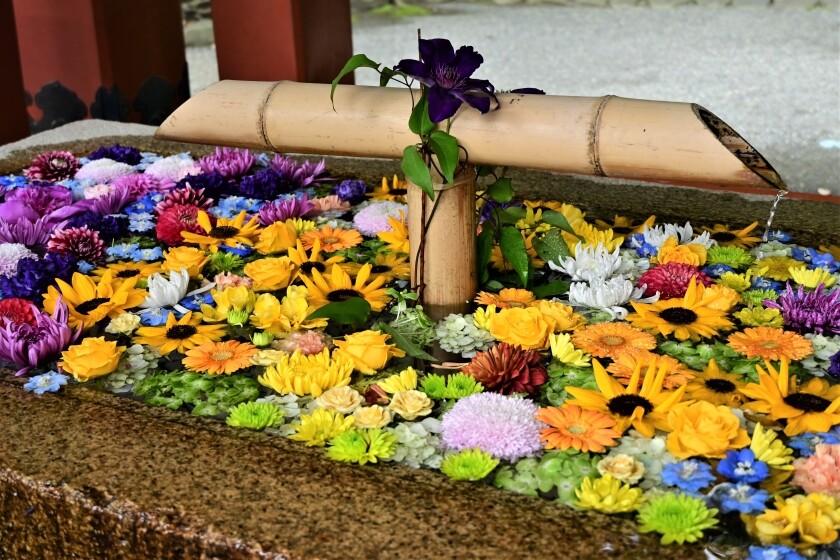 鶴岡八幡宮の花手水とツツジ 22 今日の鎌倉