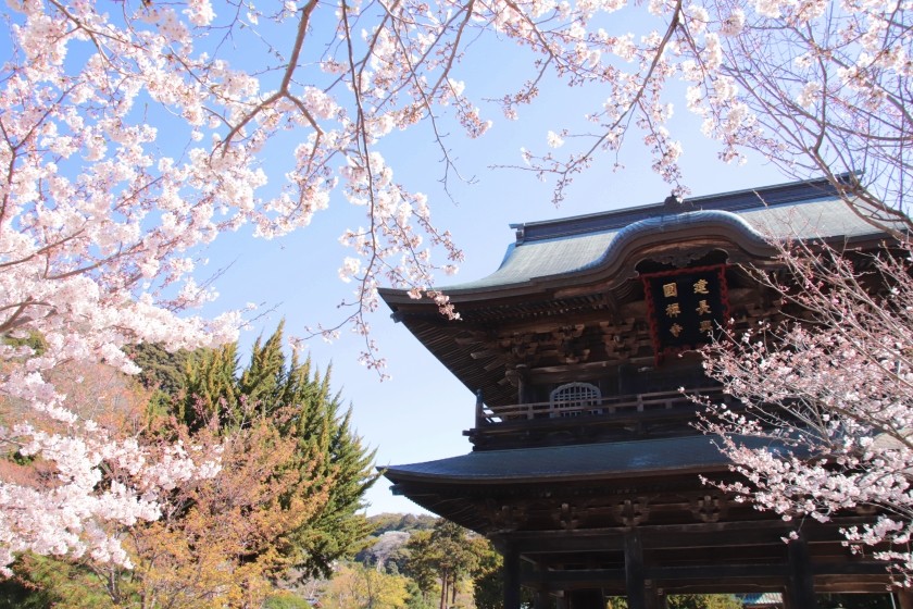 建長寺の桜 19 今日の鎌倉 建長寺の桜 19 今日の鎌倉