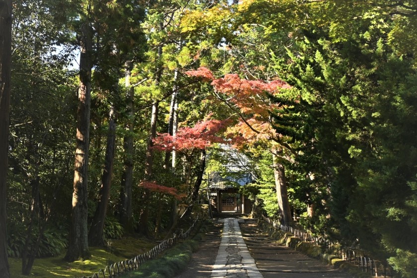寿福寺参道の紅葉 今日の鎌倉 寿福寺参道の紅葉 今日の鎌倉