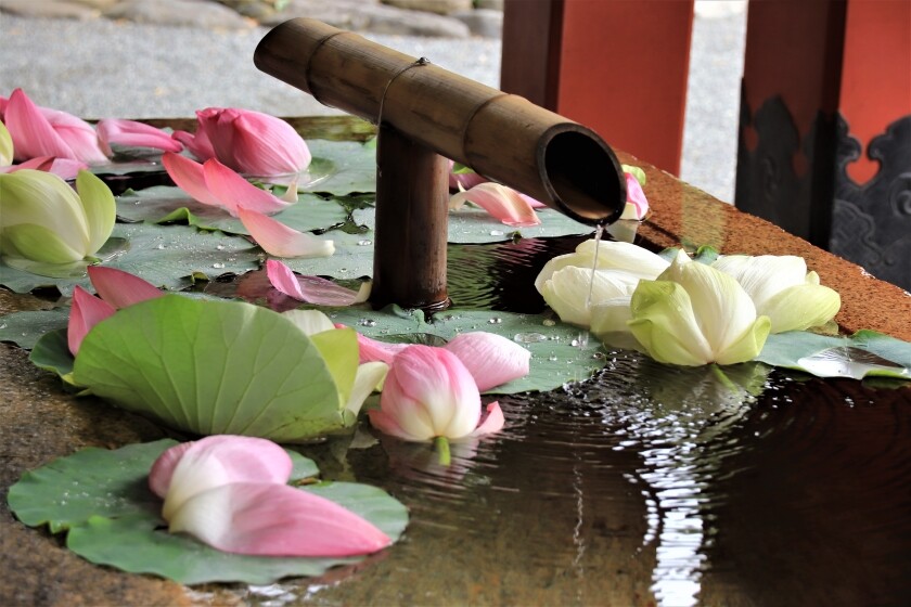 鶴岡八幡宮の花手水と蓮とカワセミ 今日の鎌倉
