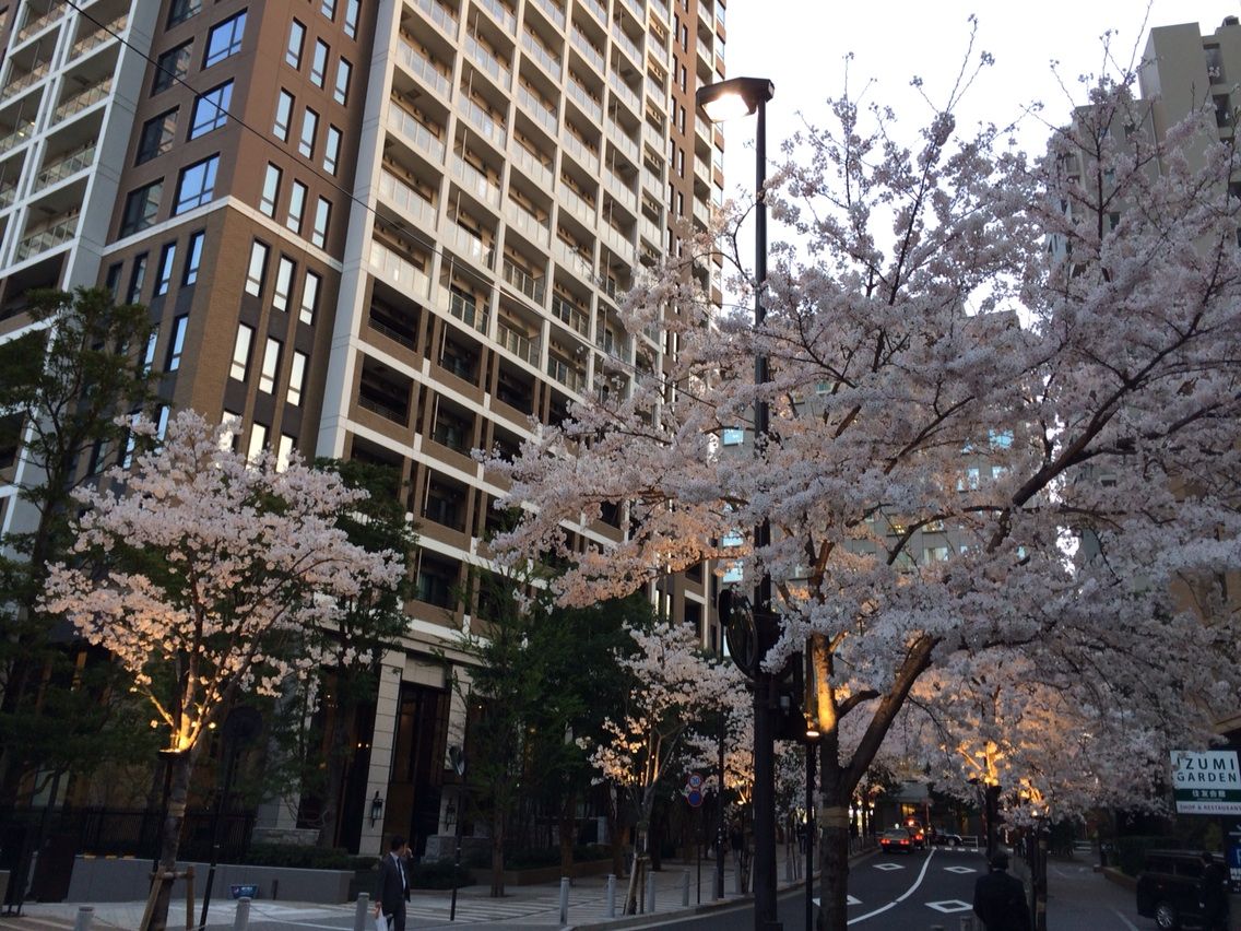 六本木一丁目 桜並木 夜 ぽこしゃん日記 六本木一丁目 桜並木 夜 ぽこしゃん日記