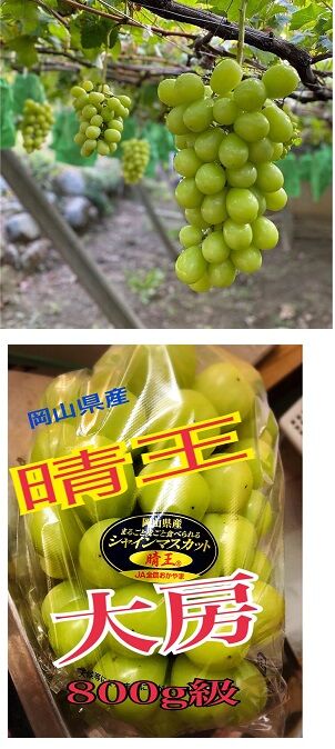 2-2 800g