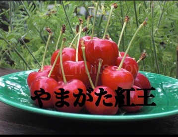 IMG-0521