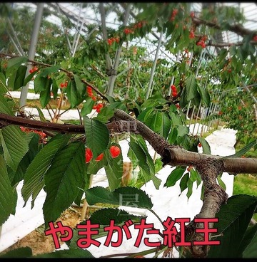 IMG-0519