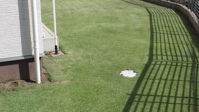 芝生の雑草 スズメノカタビラ 完敗です 芝生に入るべからず