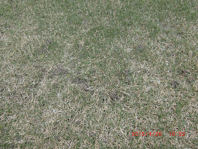 スミチオン 芝生に入るべからず