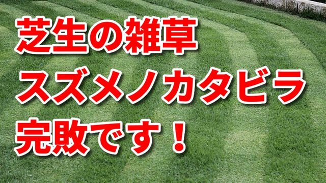 芝生の雑草 スズメノカタビラ 完敗です 芝生に入るべからず