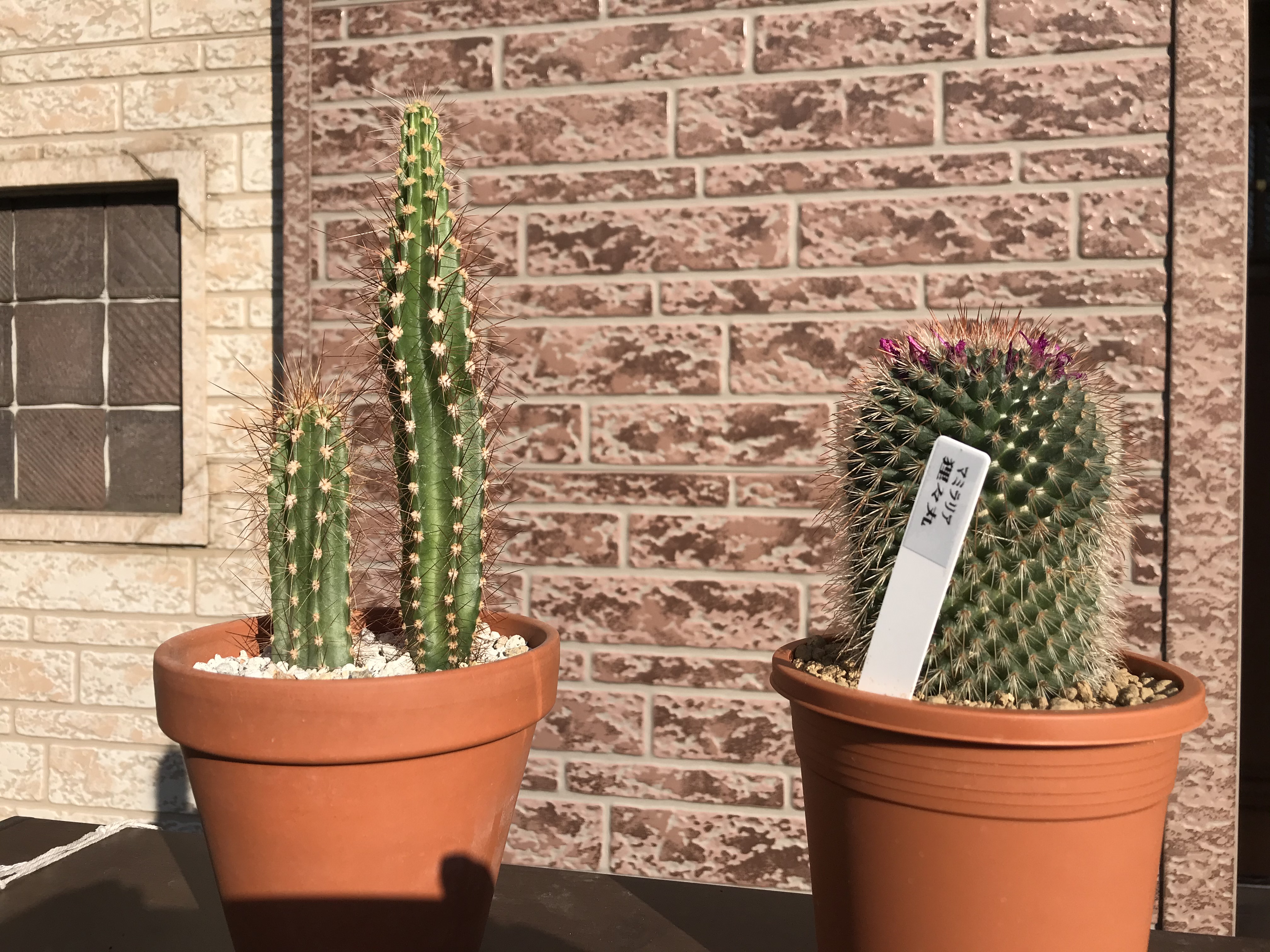 サボテンの仲間が増えました 日々の生活