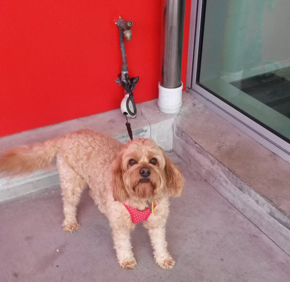 犬をお店の外に繋ぐ ルーシーのはじめての海外文通 犬をお店の外に繋ぐ ルーシーのはじめての海外文通