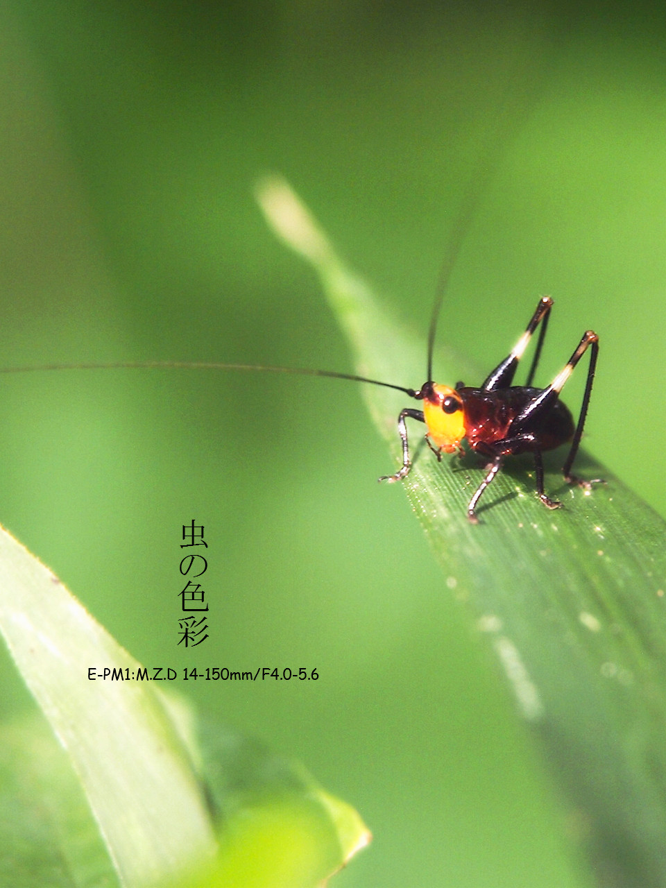 虫の色彩 いろ ササキリの幼虫 Loverika ブログ