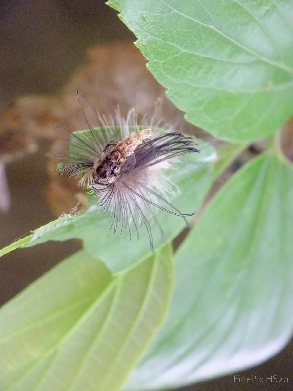 虫の季節 リンゴコブガの幼虫 Loverika ブログ 虫の季節 リンゴコブガの幼虫 Loverika ブログ