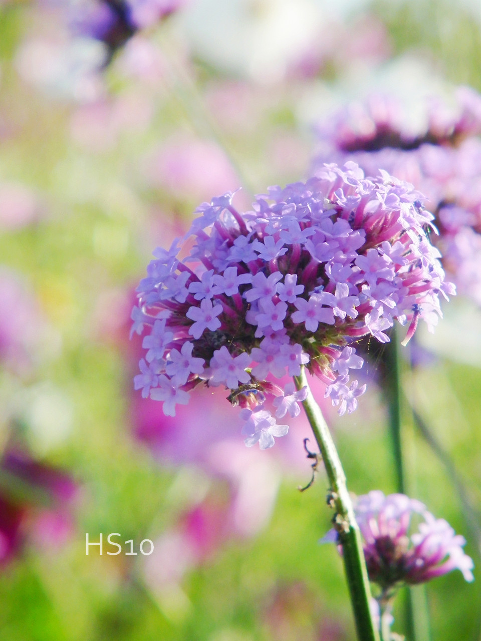 50 素晴らしい花 可愛い 名前 最高の花の画像