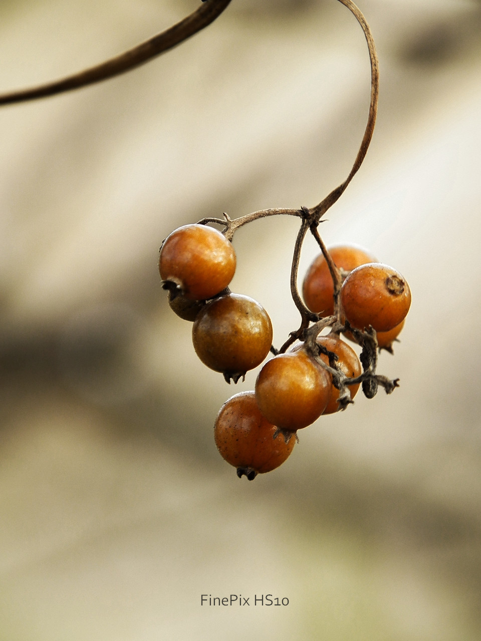 ヘクソカズラの実 Loverika ブログ