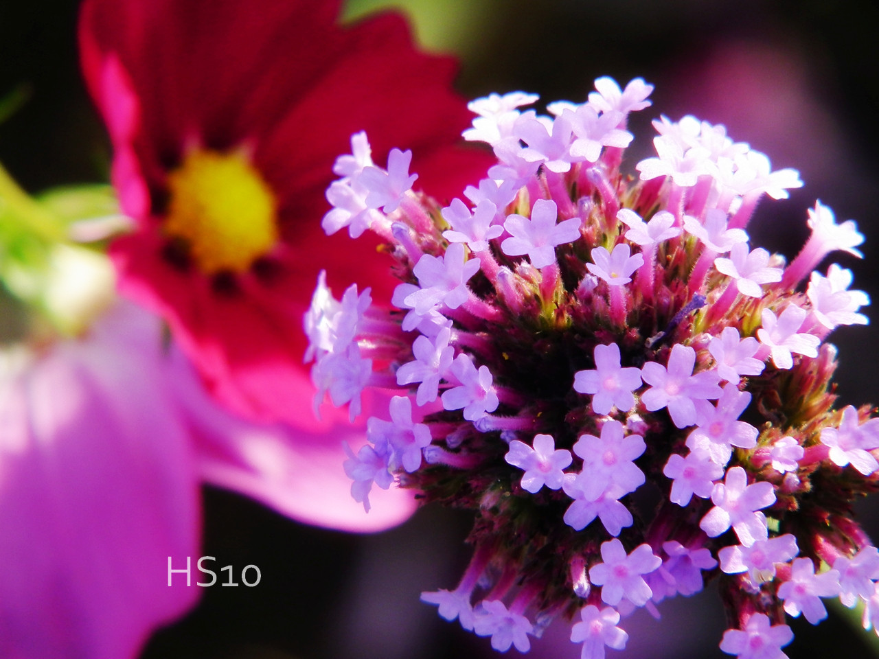 可愛い花の凄い名前 Loverika ブログ
