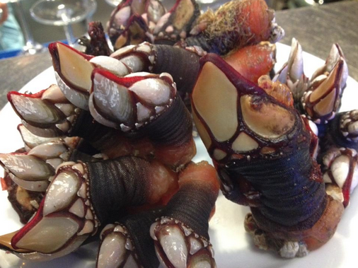 貝 のレベルを超える美味しさ 高級珍味 Percebes スペイン版 カメノテ スペイン大好き