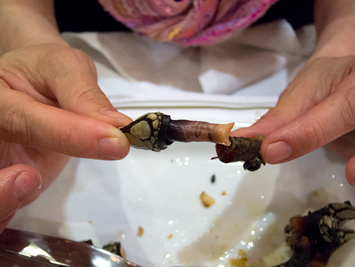 貝 のレベルを超える美味しさ 高級珍味 Percebes スペイン版 カメノテ スペイン大好き 貝 のレベルを超える美味しさ 高級珍味 Percebes スペイン版 カメノテ スペイン大好き