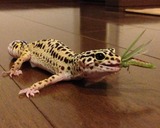 ���ĤΤ�����