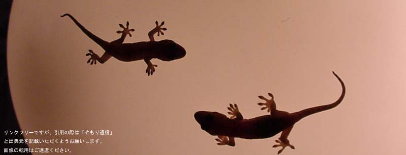 やもり通信 ニホンヤモリ やもり通信 ニホンヤモリ