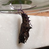 ��������쥹���塼