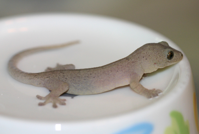 やもり通信 ニホンヤモリ やもり通信 ニホンヤモリ