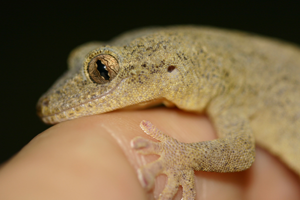 無精卵が続きます やもり通信