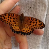 ���������(��)