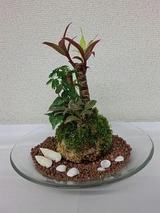 こけ玉