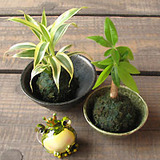 苔玉とは