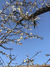 写真 2019-01-18 11 29 11
