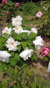 写真 2022-04-18 15 04 39