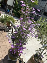 写真 2023-05-02 12 02 24