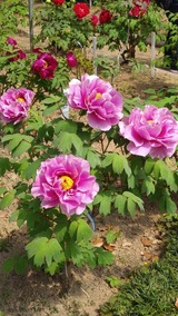 写真 2022-04-18 15 04 39 (1)