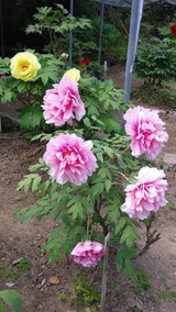 写真 2022-04-18 15 04 40 (4)