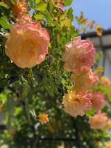 写真 2023-05-02 11 56 38